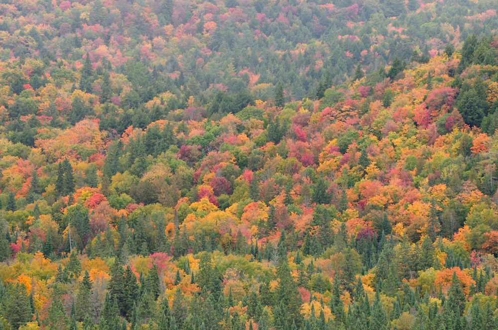 Herbst - so weit das Auge reicht -