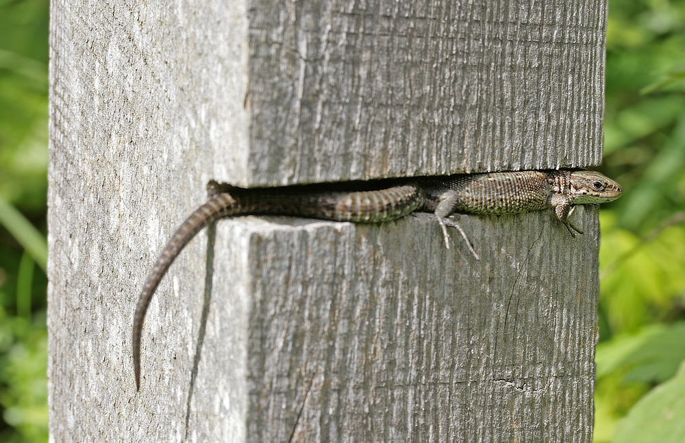 Platz ist in der kleinsten Hütte