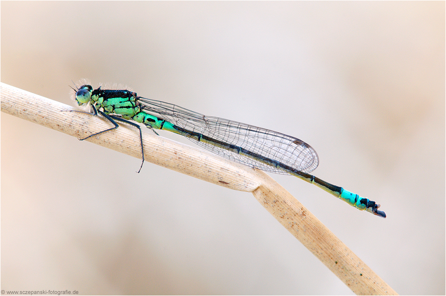 Hauben-Azurjungfer (Coenagrion armatum)