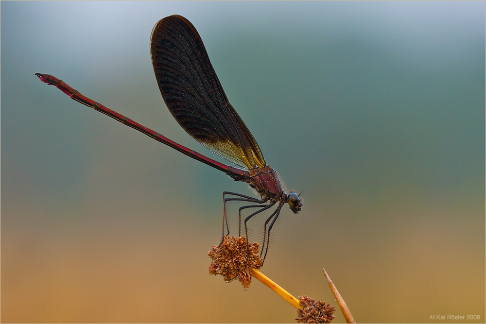 Bronzene Prachtlibelle (Calopteryx haemorrhoidalis)