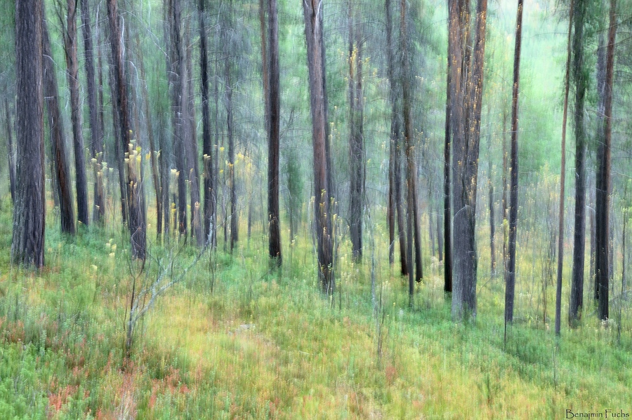 Regenwald