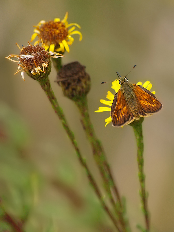 Faszinierende Tarnung des Kommafalters (Hesperia comma)