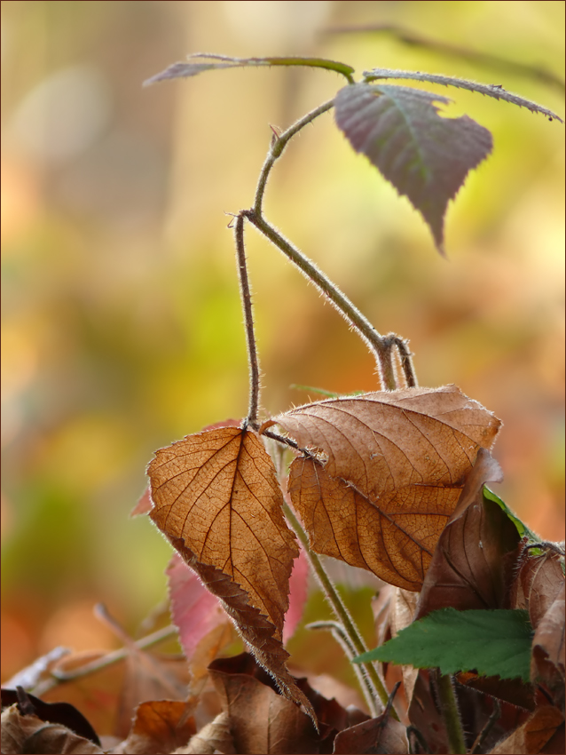 Durcheinander in Herbstfarben