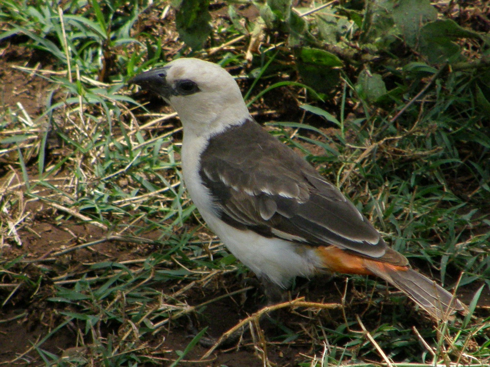 White-heated Buffalo-weaver