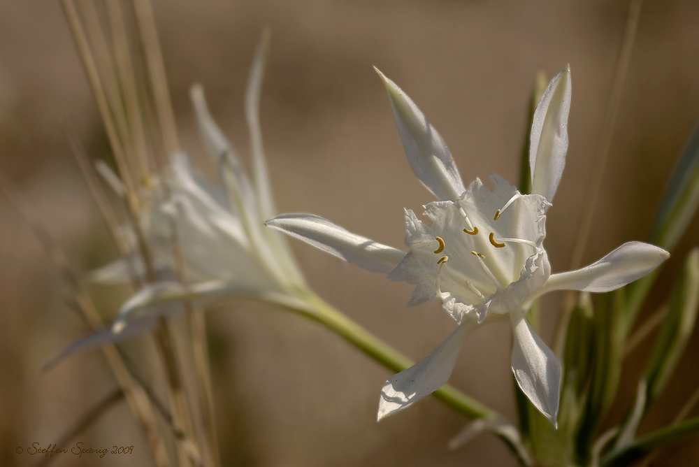 Pancratium maritimum - Strandlilie