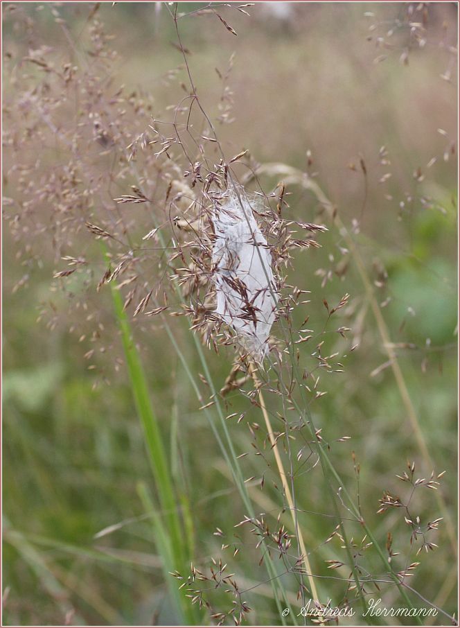 Jugendgespinst des Ammen-Dornfingers (Cheiracanthium punctorium)