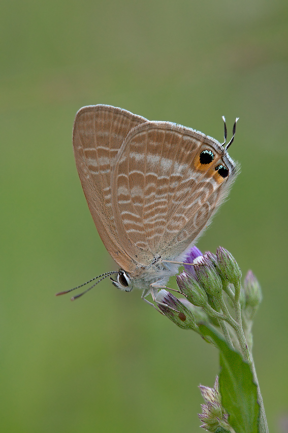 Ein Schmetterling für Toph...