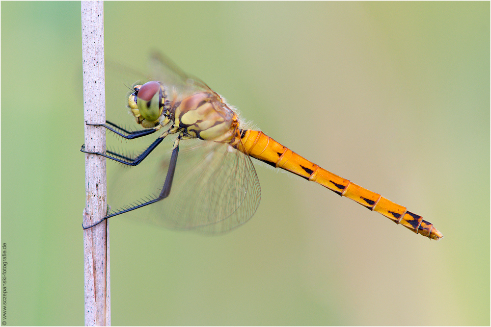 Sumpf-Heidelibelle (Sympetrum depressiusculum)
