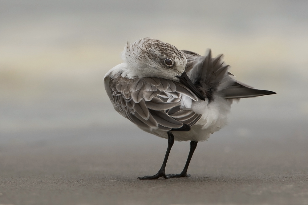 Sanderling bei der Gefiederpflege