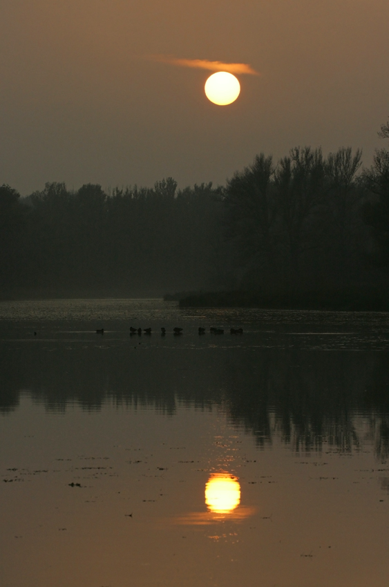 Lobau im Herbst