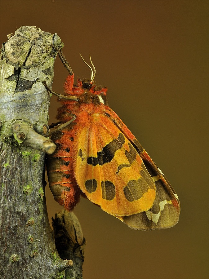 Brauner Bär (A. caja)