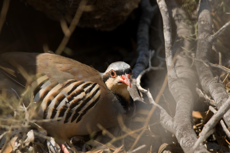 Chukarhuhn (Alecroris chukar cypriotex)