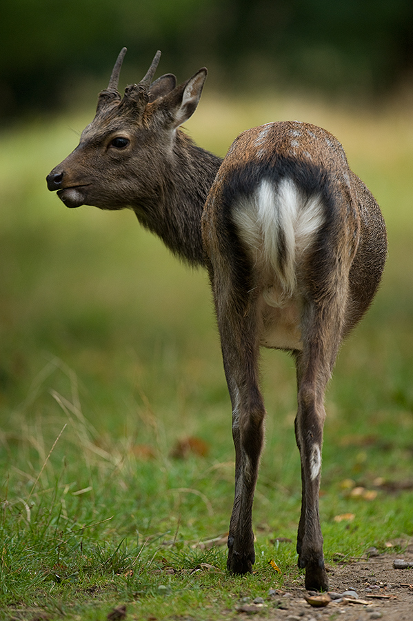 Sika Spießer