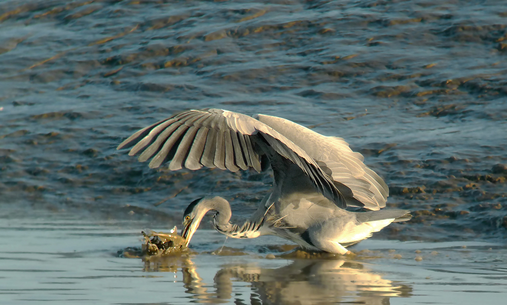 Graureiher im Wattenmeer