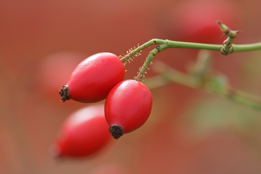 Herbstfarben