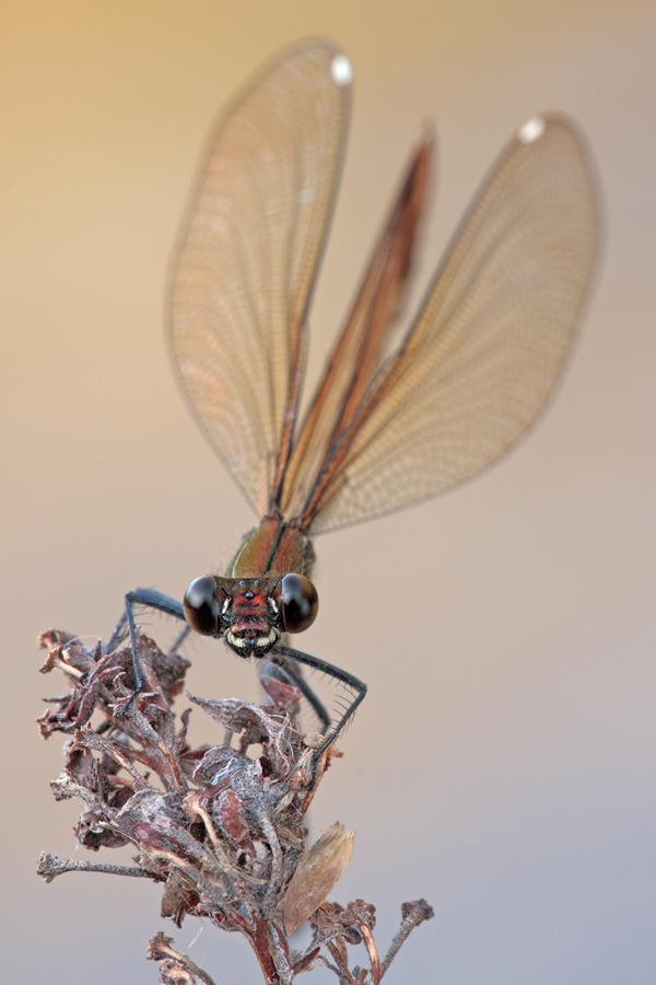 Die Libelle und der Sturm