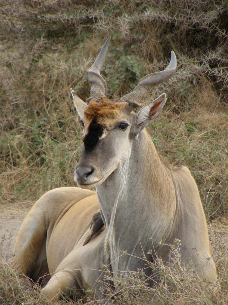 Elanantilope