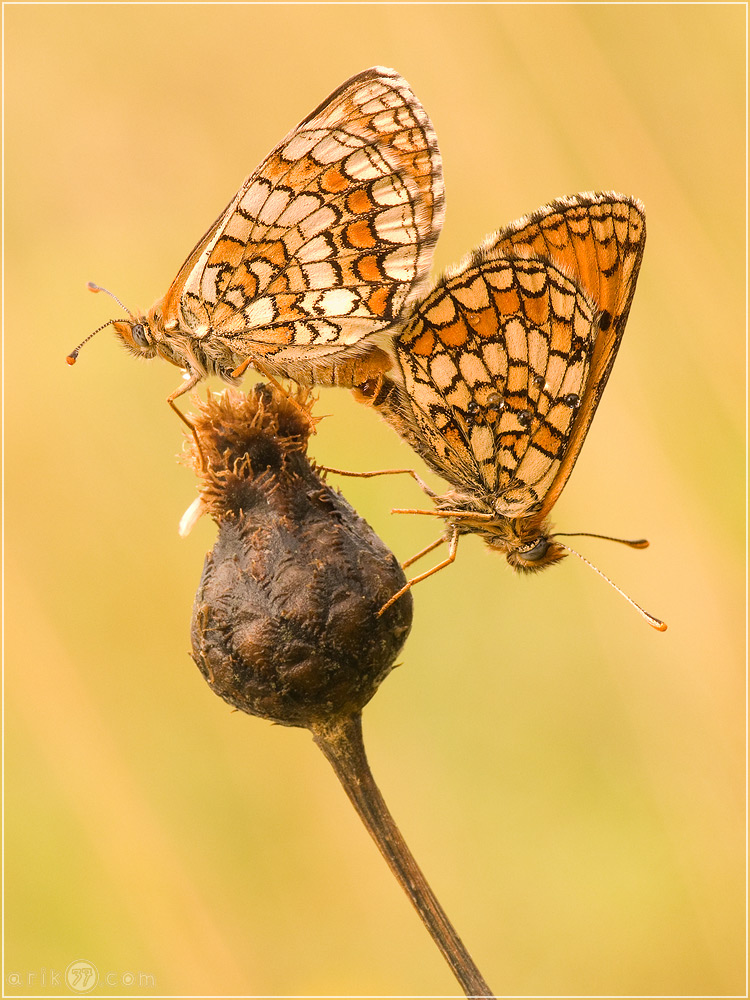 Westlicher Scheckenfalter - Melitaea parthenoides