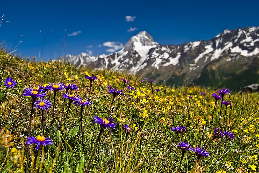 Astern und andere Blumen auf dem Lötschenpass