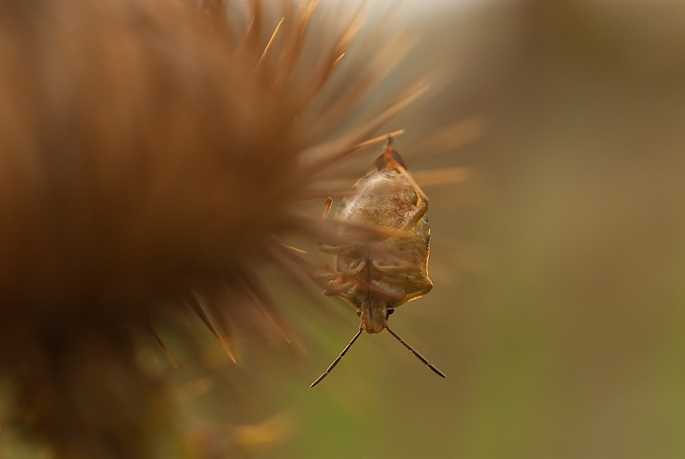 Herbstversteck III