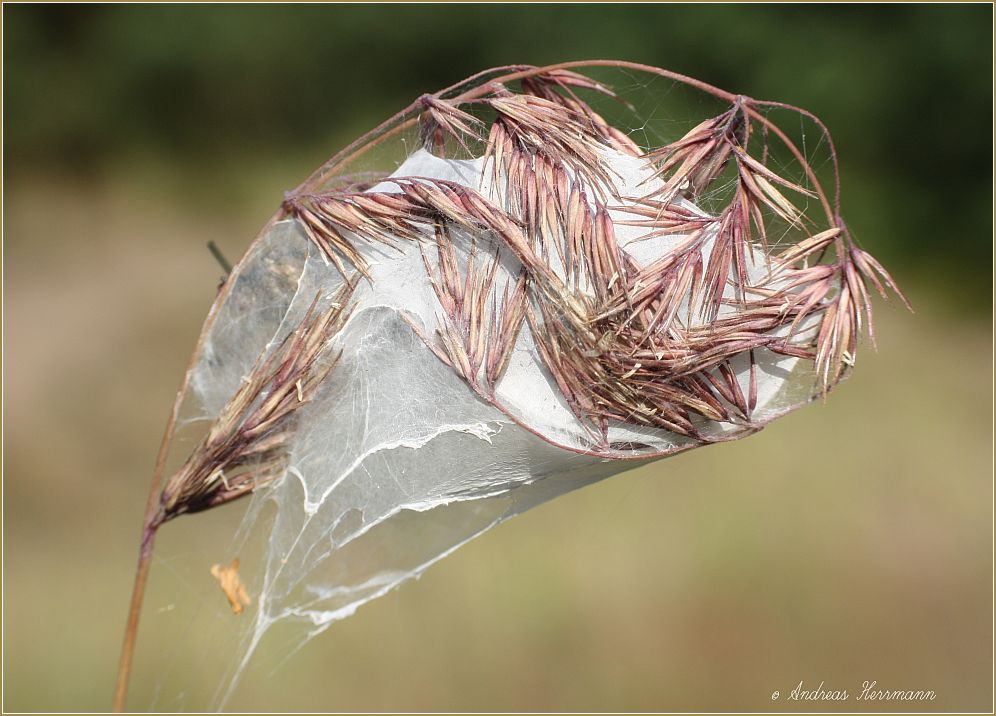 Ammen-Dornfinger (Cheiracanthium punctorium)