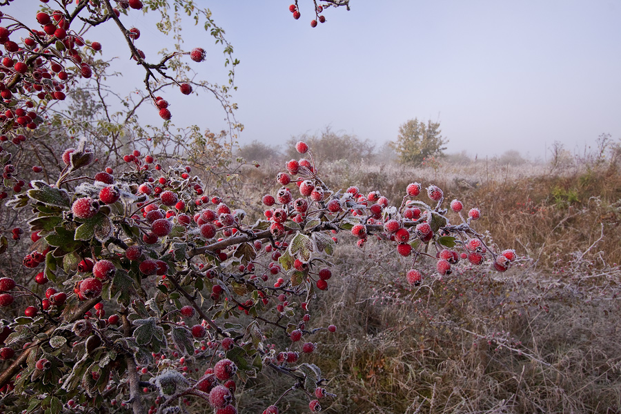 Früchte des Zweigriffeligen Weißdorns (Crataegus laevigata)