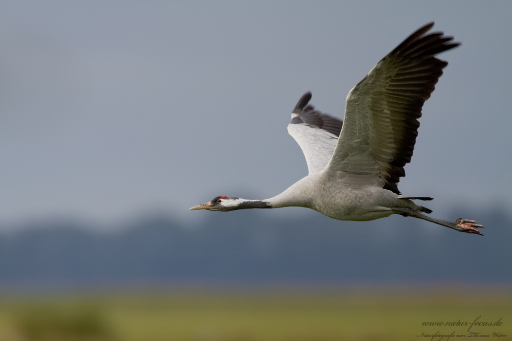 Der Graue Kranich (Grus grus)