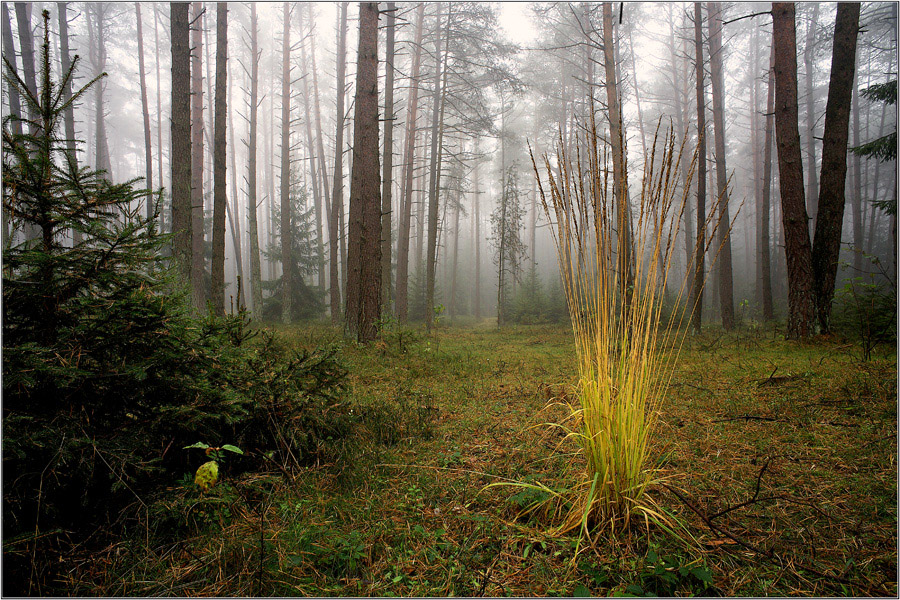 Das Gras "Kennichnicht"