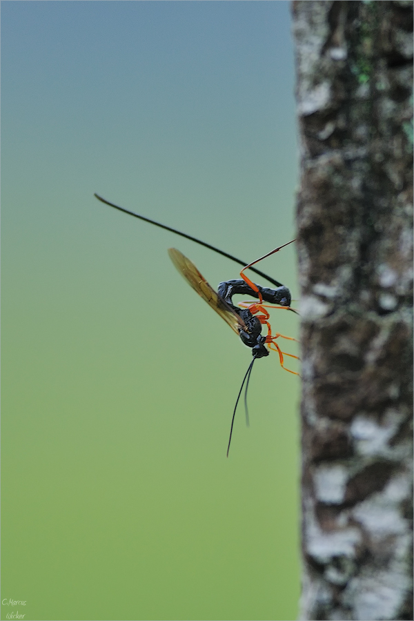 Ichneumonidae/Schlupfwespenspec II