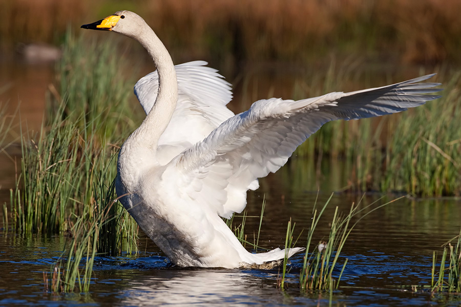 Singschwan