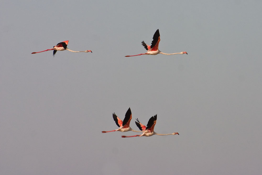 Flamingos