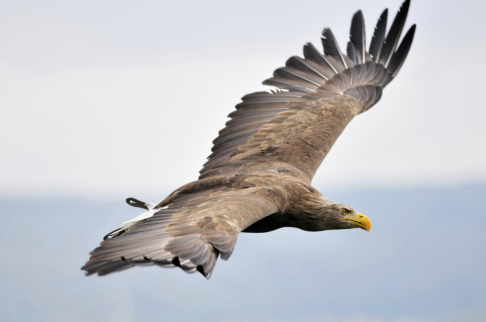 Seeadler