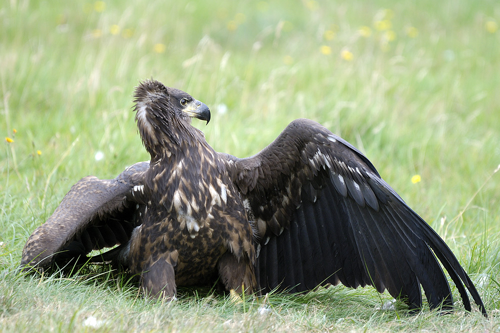 Seeadler I