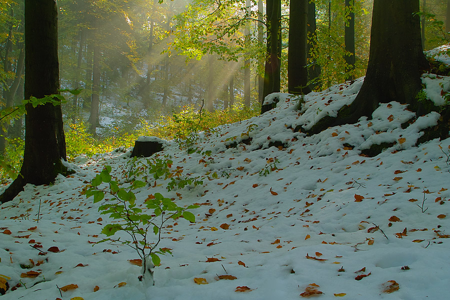 Herbstwald