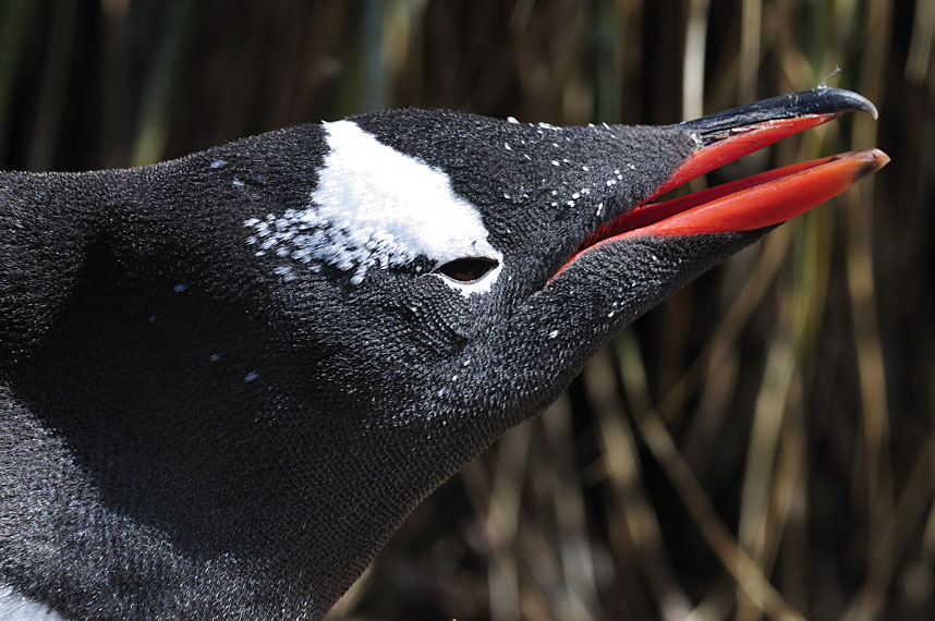 Eselspinguin döst auf dem Nest