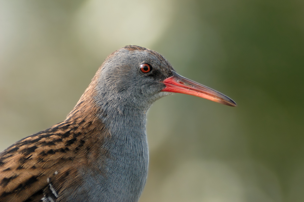 Wasserralle im Profil