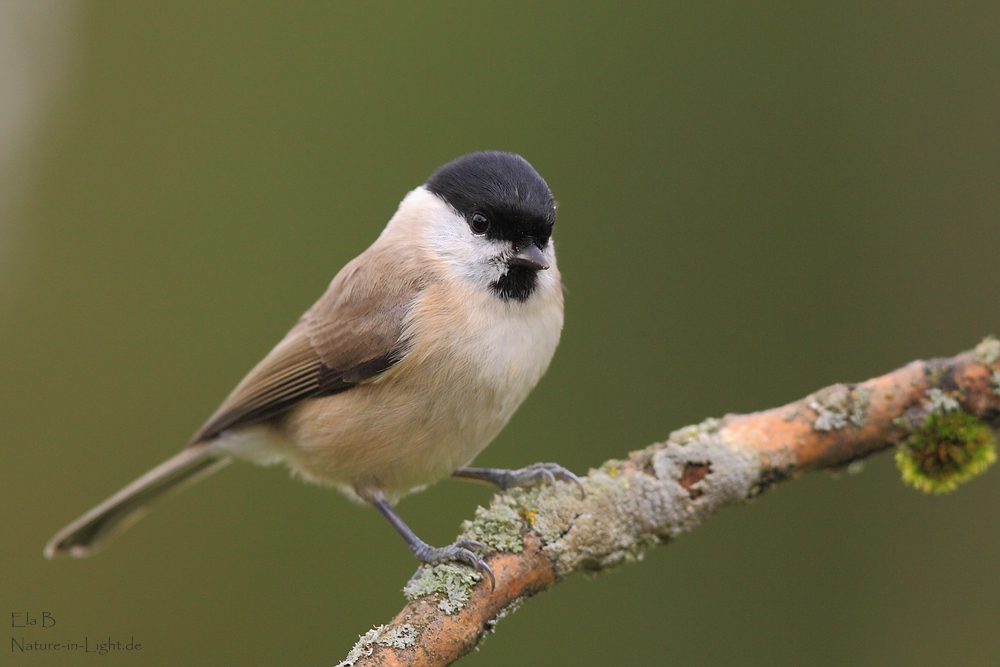 Sumpfmeise (Poecile palustris)