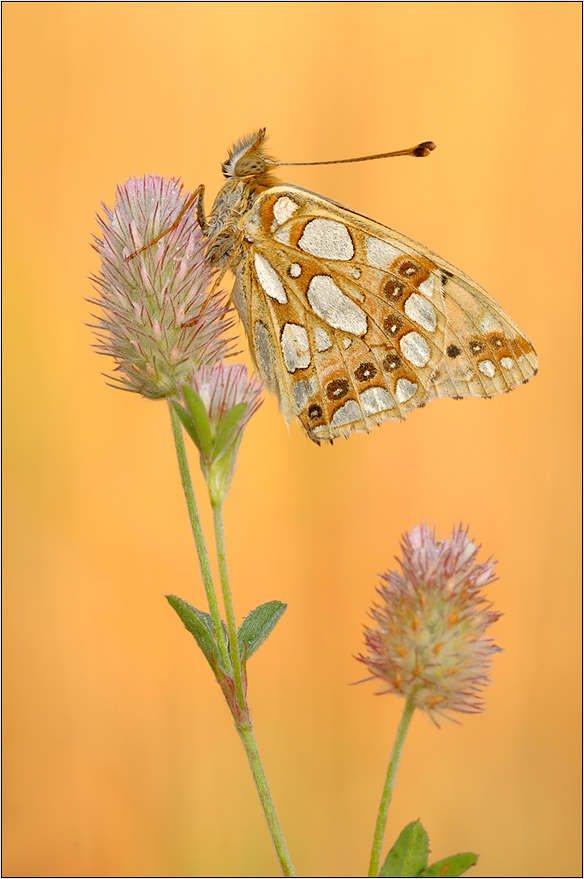 Kleiner Perlmutterfalter (Issoria lathonia)