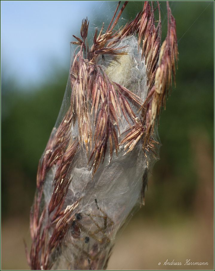 Ammen-Dornfinger (Cheiracanthium punctorium)