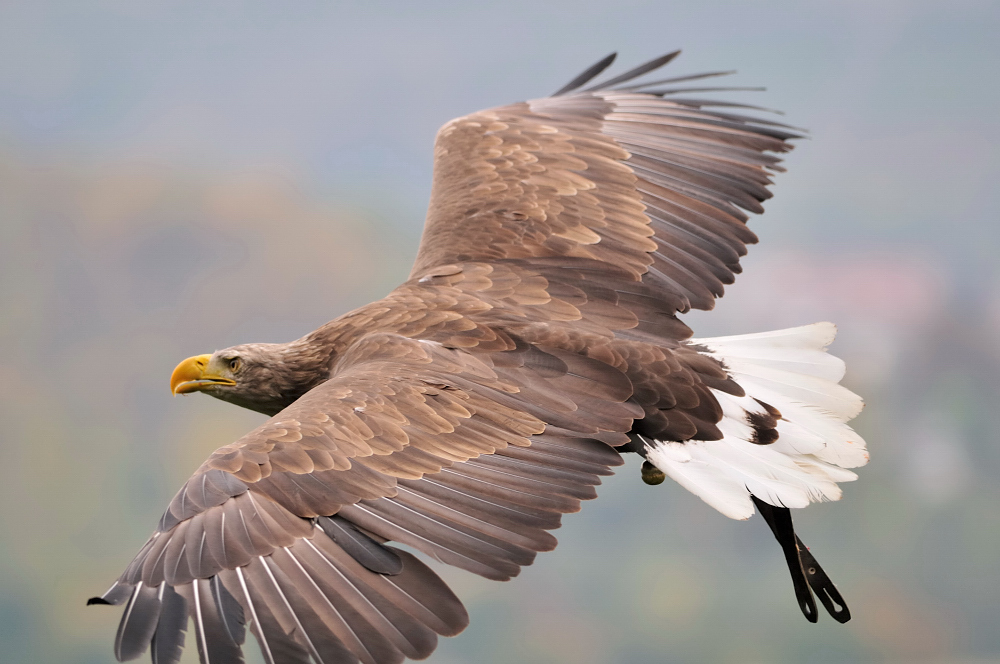 Seeadler