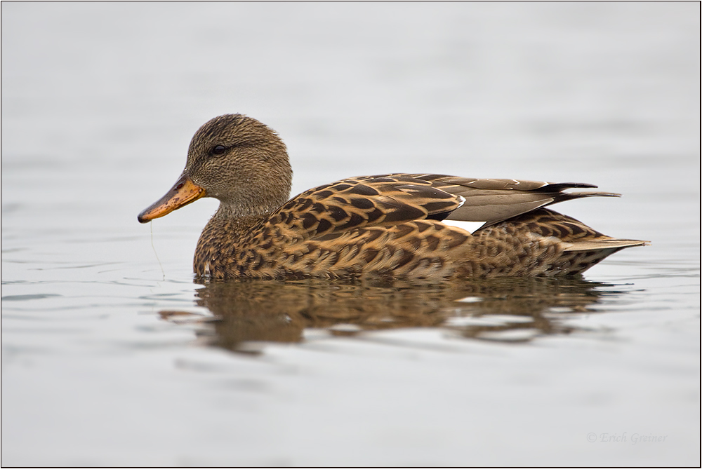 Schnatterente - ♀