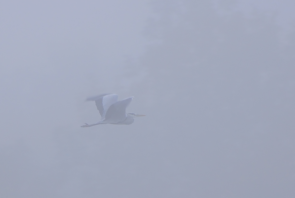 Graureiher im Nebel