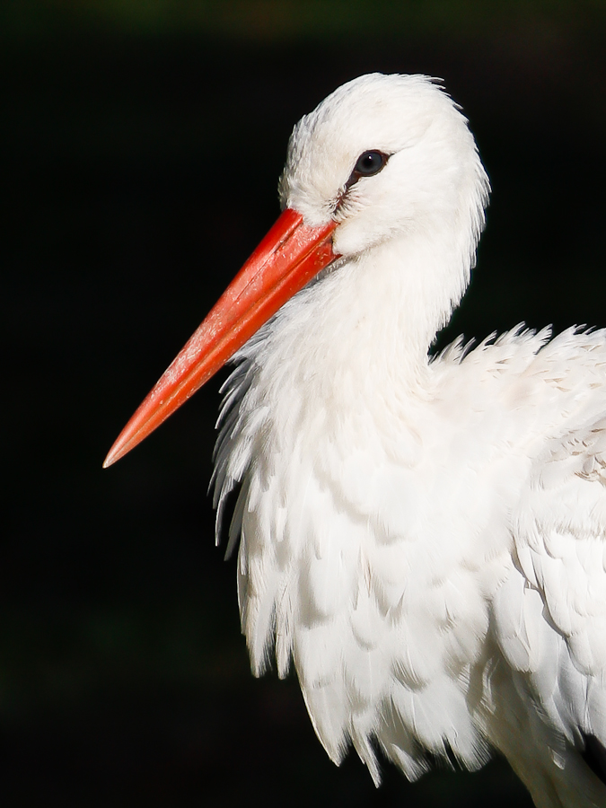 Weißstorch (Ciconia ciconia)