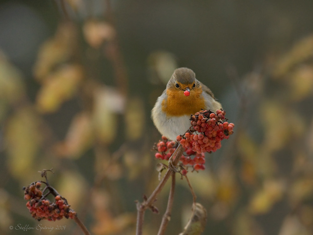 "Red Nose Bird" (Forum für Naturfotografen)