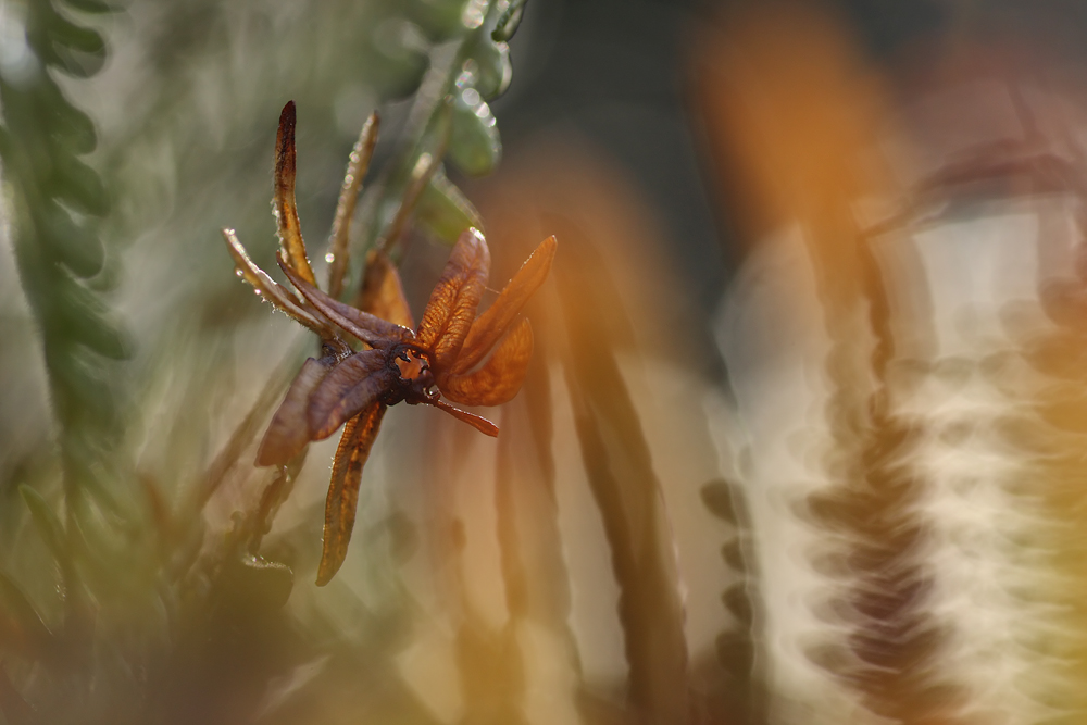 Herbstlich verdrillter Farn