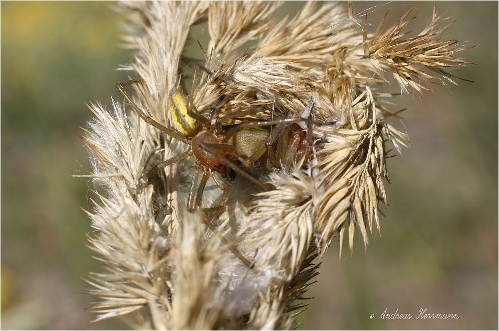 Ammen-Dornfinger (Cheiracanthium punctorium)