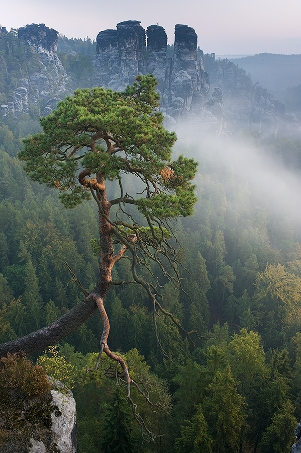 Bergkiefer in der Bastei