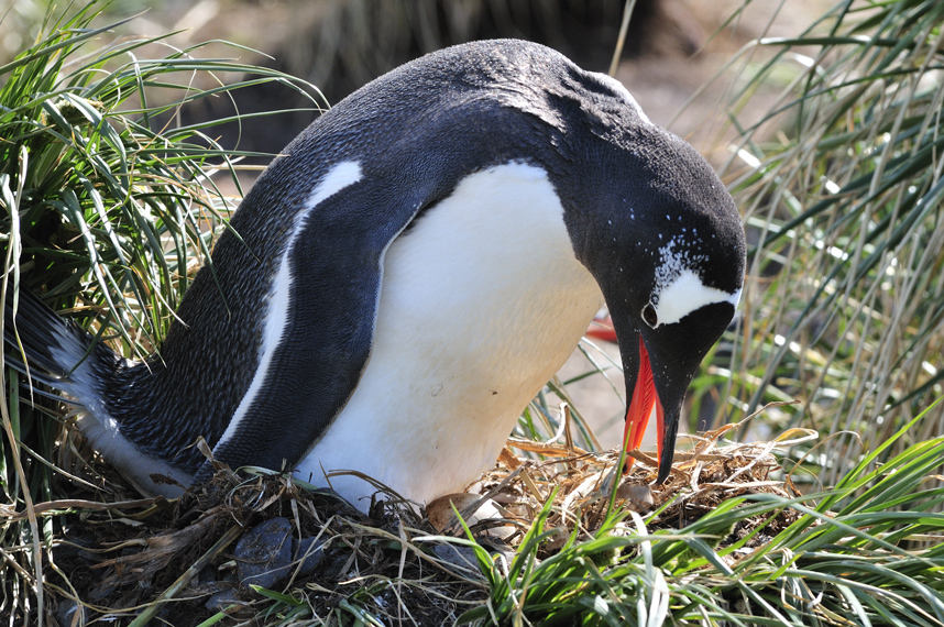 Eselspinguin am Nest