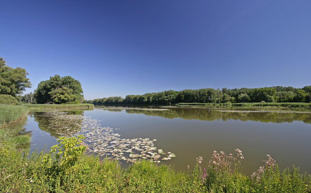 Kühwörter Sommer