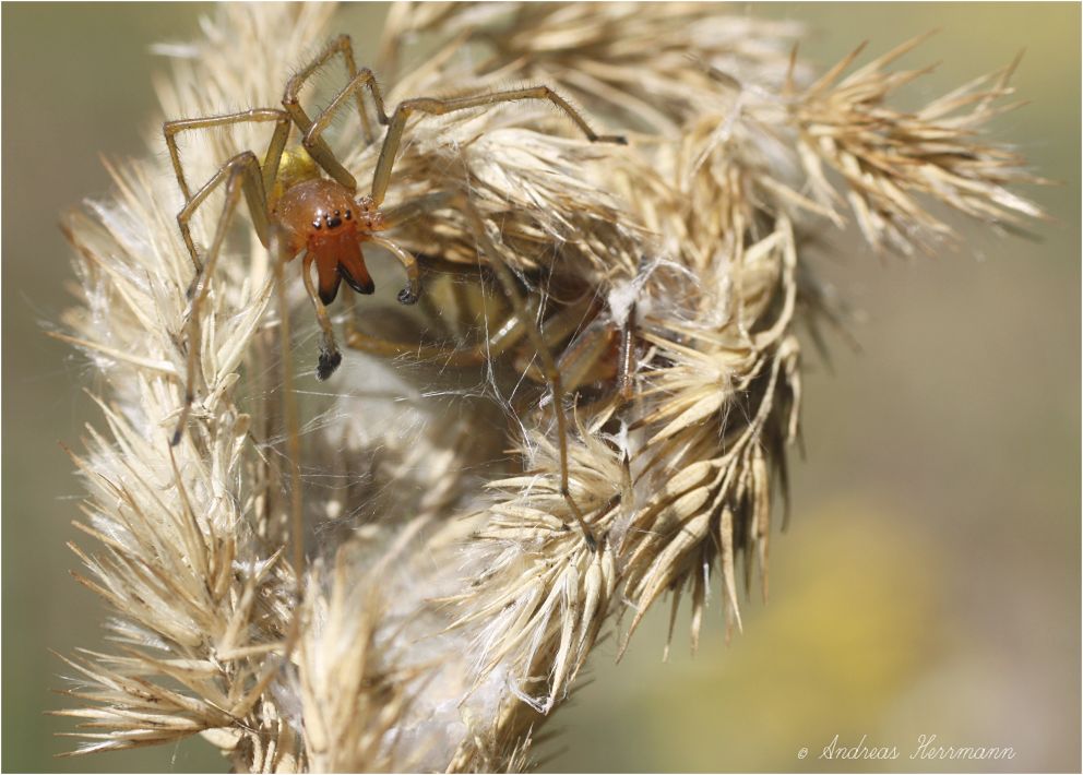 Ammen-Dornfinger (Cheiracanthium punctorium)